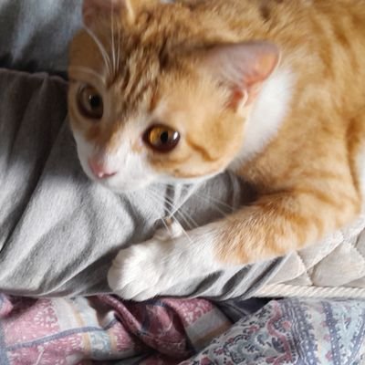 DarlanAnselmo's profile picture. 