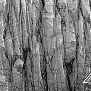 rikkakawai's profile picture. 