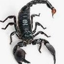 zfe3115329's profile picture. 