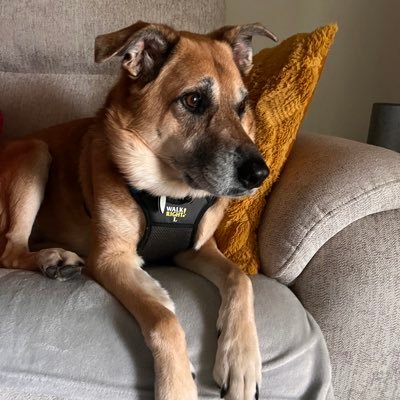 NorbertMendles1's profile picture. This is not here…