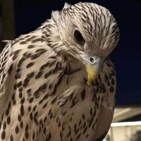 سراب 🇸🇦 (@ns_327) Twitter profile photo