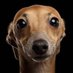 ¿ Kikito ? (@itzkikito) Twitter profile photo ¿ Kikito ? (@itzkikito) Twitter profile photo