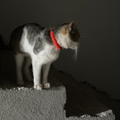 Libanese25's profile picture. smartphone , tablet ,Mac, ipad , iphone , HTC , LG android , ...calcio, politica :D