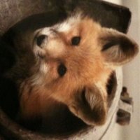 cece 🎧 (@goofygambles) 's Twitter Profile