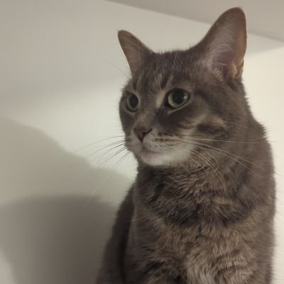 devided999's profile picture. 