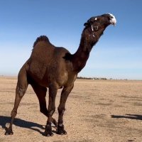 MOHAMED WALI YUSUF (@mwaliyus) 's Twitter Profile