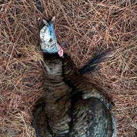 #stillmyAmericatoo (@catchingman) 's Twitter Profile