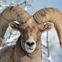 The Freed Sheep!!! ๐บ๐ธ (@freethesheep001) 's Twitter Profile
