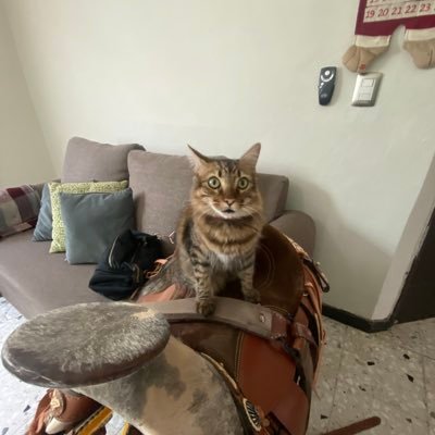 alicitaaaa_'s profile picture. alicita en el país de las maravillas