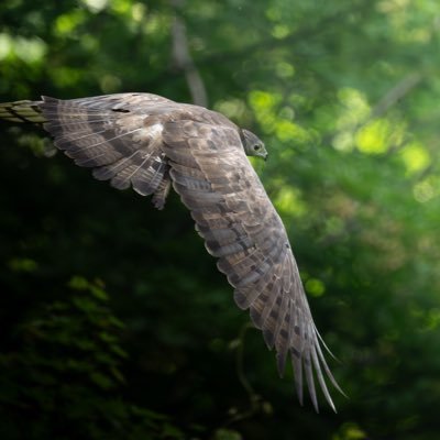 新潟で活動中の週末カメラマンです。使用機材はNikon📷大自然の中でたくましく生きる野鳥達をメインに投稿しています。野鳥との出会いも一期一会。Instagramもやってます