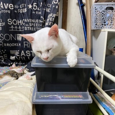 kaedetan_0715's profile picture. 福岡出身/ 93 /男性/ 【 #FRUITSZIPPER 】 【 #ふるっぱー 】 #松本かれん /【#衛星とカラテア】#春瀬もも