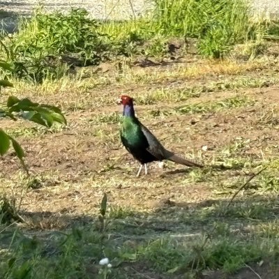 Satoyama_Wonder's profile picture. 茅ヶ崎市北部の里山の景観・自然を将来世代に残したい|耕作放棄地・放置林を遊びと学び、驚きと楽しみの詰まったワンダーランドに|NPO法人設立準備中 https://t.co/Qyq4kMHb0m