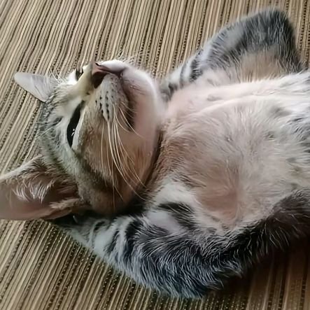 HaIfvMoon's profile picture. cara cepat mengerjakan skripsi