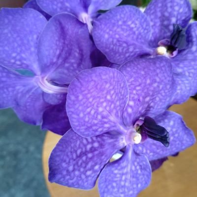 uCFNSHyMvt35528's profile picture. ⛄️雪国出身寒さに強い◯韓国料理大好き◯多国籍料理大好き◯無言フォローお許し下さい
#世界平和　#1275双　#料理　#お菓子作り