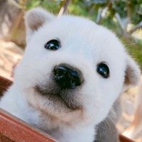 푸딩 (@milkpooding) 's Twitter Profile