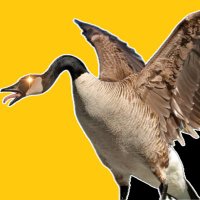 Southern Miss Goose (@theusmgoose) Twitter profile photo