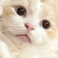 poro@5/4東7 Q58b (@sanoji201) 's Twitter Profile Photo poro@5/4東7 Q58b (@sanoji201) 's Twitter Profile Photo