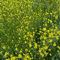 泰 (@misamisa4301) 's Twitter Profile