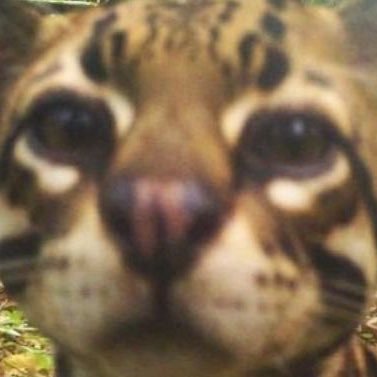 vryplainvanilla's profile picture. ☭ 📕 || 🇪🇬🇲🇽indígena🐆🪶 || 🍊 @twolinestruggle