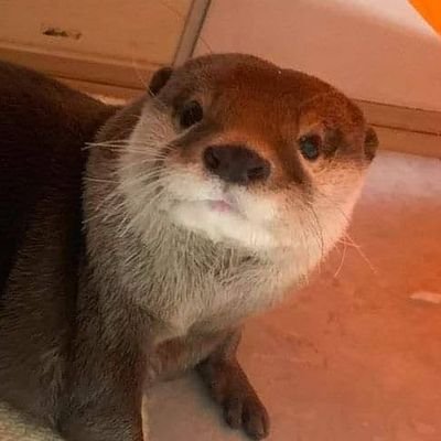 MnO2_26's profile picture. why are we like this?