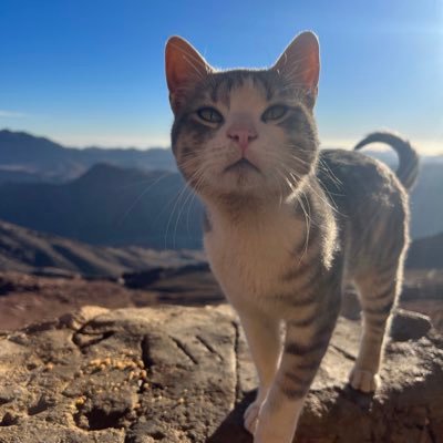 Mustapha_Mido's profile picture. ASU🎓Gaza 🇵🇸 Dahab 🏊‍♂️ الحمد لله دائما وأبدا ❤️