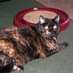 Baylee Purrbody (@bayleepurrbody) Twitter profile photo