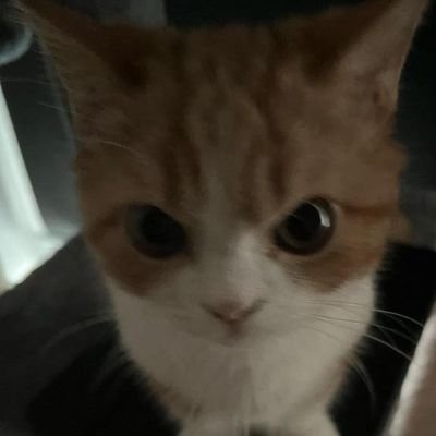 TS_Jean_Bon's profile picture. FUCKED UP - Macklemore 
#KCWINS