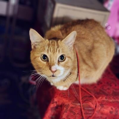 marcoleal278's profile picture. Cool