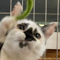 🍙~약콩이~를입양하세요 (@chamggaebom) 's Twitter Profile Photo 🍙~약콩이~를입양하세요 (@chamggaebom) 's Twitter Profile Photo