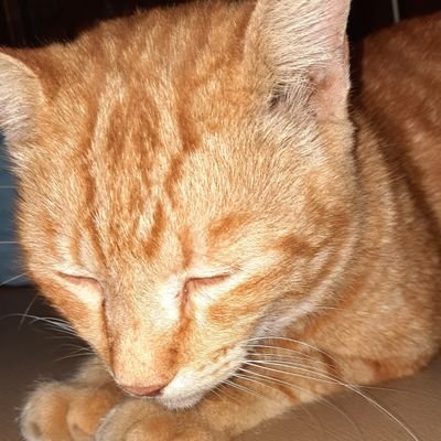 tofu_○さんのプロフィール画像