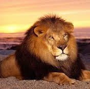 HamedAzhdarloo's profile picture. 