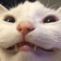 abi (@devoted_abi) 's Twitter Profile