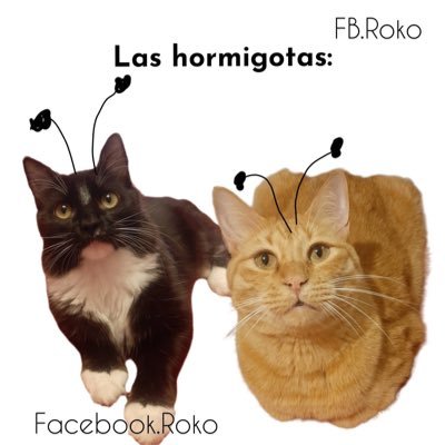 bellusmm's profile picture. 𝑝𝑒𝑟𝑑𝑜𝑛𝑎 𝑎 𝑙𝑎 𝑝𝑒𝑟𝑠𝑜𝑛𝑎 𝑞𝑢𝑒 𝑒𝑟𝑎𝑠 𝑎𝑛𝑡𝑒𝑠 𝑑𝑒 𝑎𝑝𝑟𝑒𝑛𝑑𝑒𝑟 𝑙𝑎 𝑙𝑒𝑐𝑐𝑖́𝑜𝑛 ♡︎