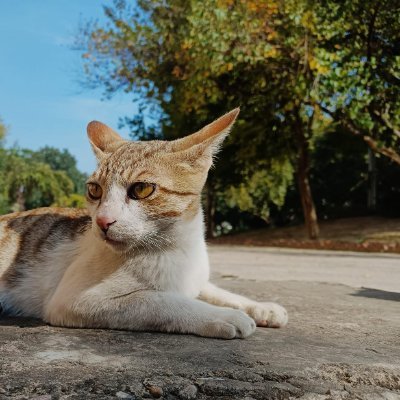 kush Profile