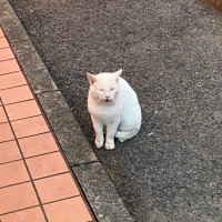 とっとこ (@tottemototeham) Twitter profile photo