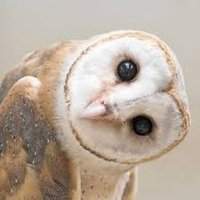 Nicholas Collett (@nikolakolai) 's Twitter Profile