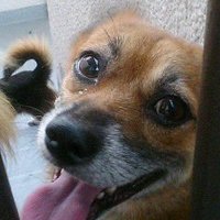 てるりん＠わんこいます🐶 (@tomtoc_tw2106) Twitter profile photo