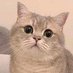 笨蛋猫咪大赛 (@sherriwarnc) Twitter profile photo 笨蛋猫咪大赛 (@sherriwarnc) Twitter profile photo