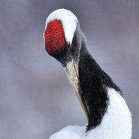 笹イ猫🇵🇸🏳️‍⚧️🏳️‍🌈🕊️🌾⚙️🐾緊急事態条項反対！憲法改悪断固反対！ (@sasaimao) 's Twitter Profile Photo