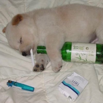 Yultrex's profile picture. uwu