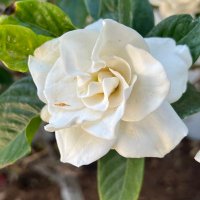 Robin Sheldon (@soft1sheldon) 's Twitter Profile