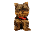 Norma Couch-Phelps - @NormaCouchPhelp - Twitter