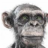 snarl12's profile image