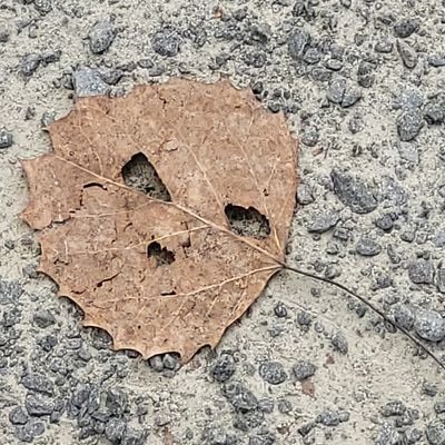 Indi2CB's profile picture. 