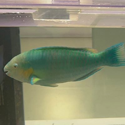 ちょっと渋くてどーやって口を使わせるか考えて釣りするのが好き。青物メインです。 息子とよく二人で釣り行きます。仕事上基本は日曜のみ釣行。YouTuberのてっちりの釣り研究が好き