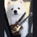 mypuppyz (@puppy_ssc) Twitter profile photo mypuppyz (@puppy_ssc) Twitter profile photo