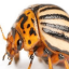thebug (@thebuggybug) 's Twitter Profile