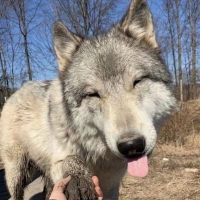 awifawn's profile picture. multifandom , not rlly active