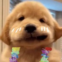 หร๋ 🦮🍳🎄 (@vermillion3233) 's Twitter Profile Photo หร๋ 🦮🍳🎄 (@vermillion3233) 's Twitter Profile Photo