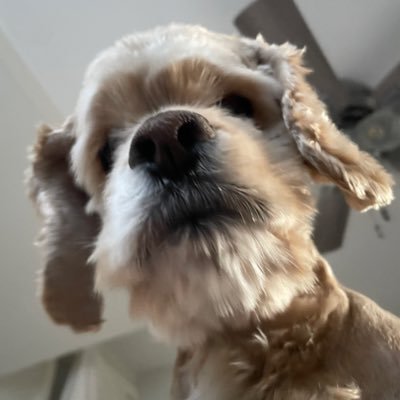 whatever the “-ist” is for believing dogs are superior to humans.